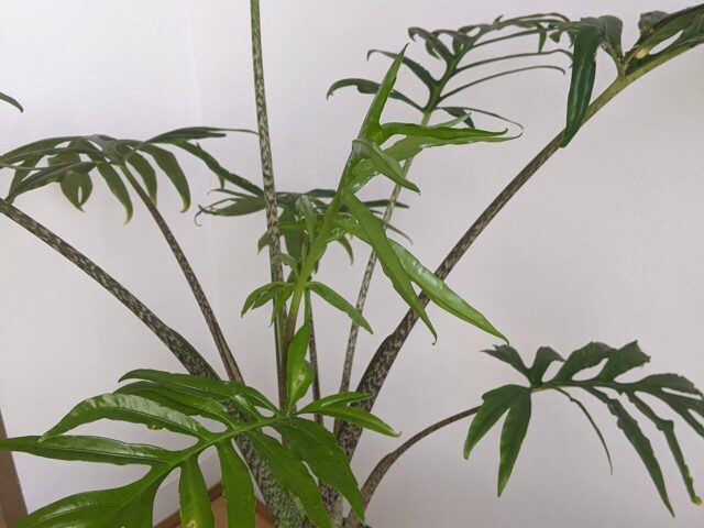 Starostlivosť o Alocasia brancifolia a jej výrazné členité listy
