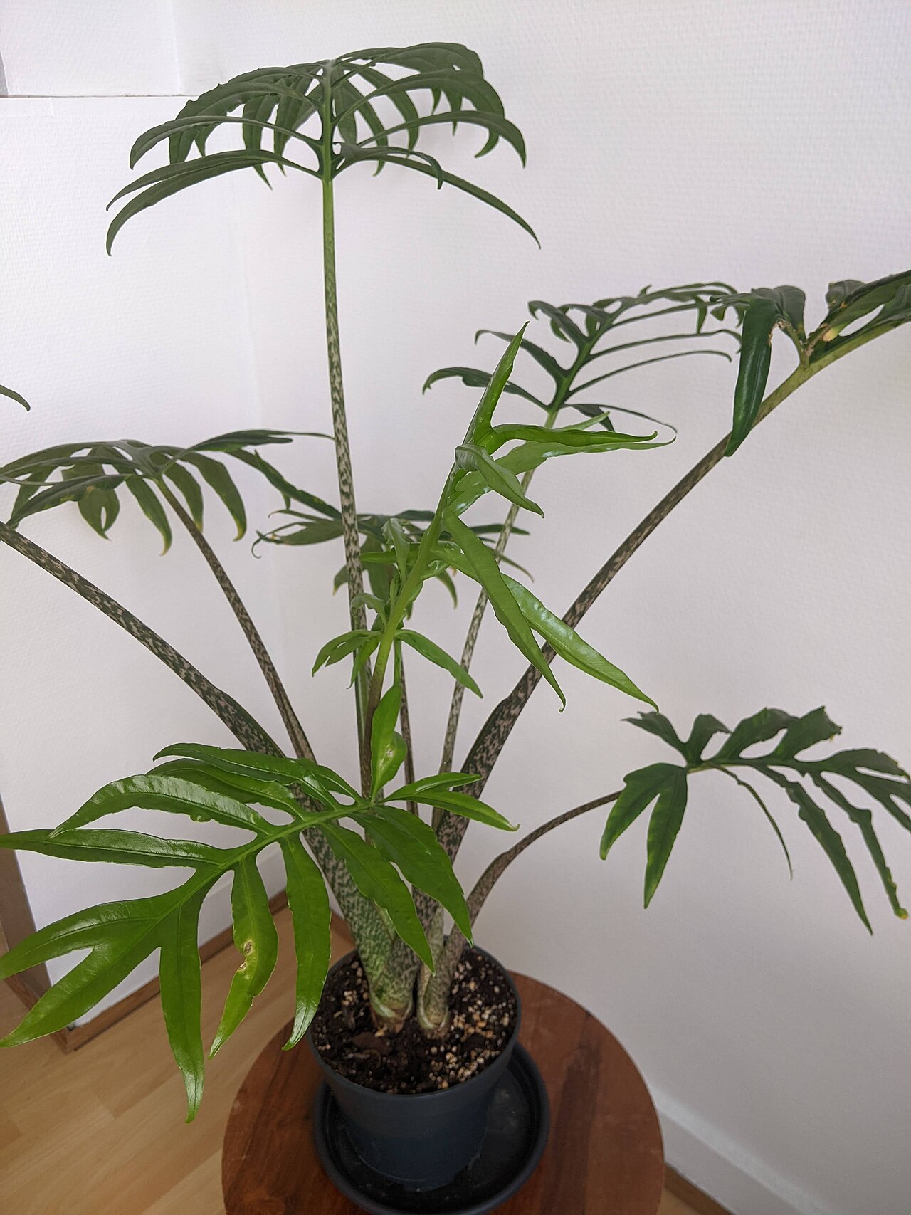 Starostlivosť o Alocasia brancifolia a jej výrazné členité listy