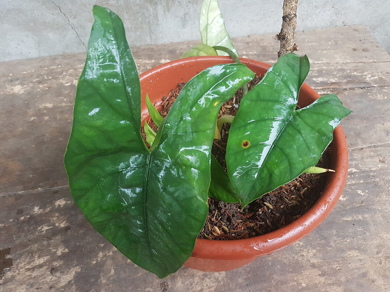 Starostlivosť o Alocasia heterophylla a detail jej listov