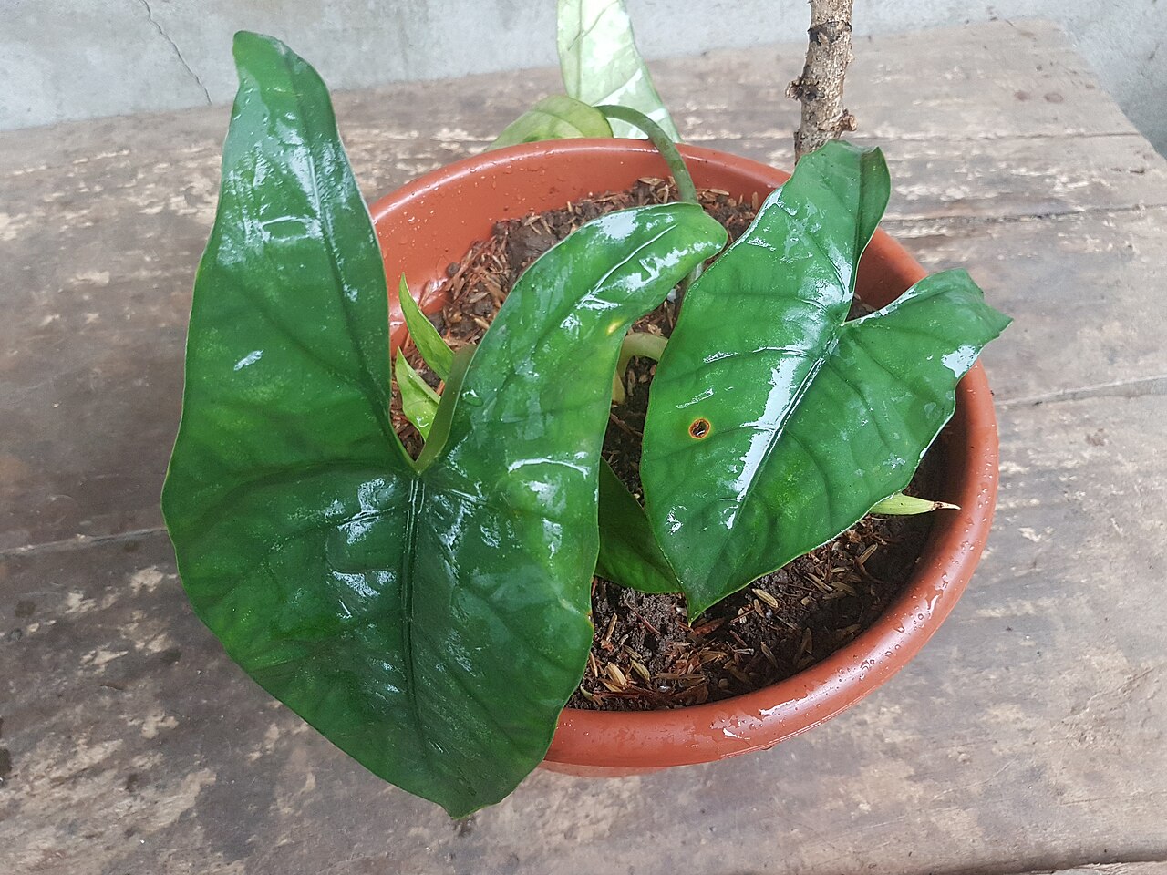 Alocasia heterophylla s výraznou kresbou žilnatiny