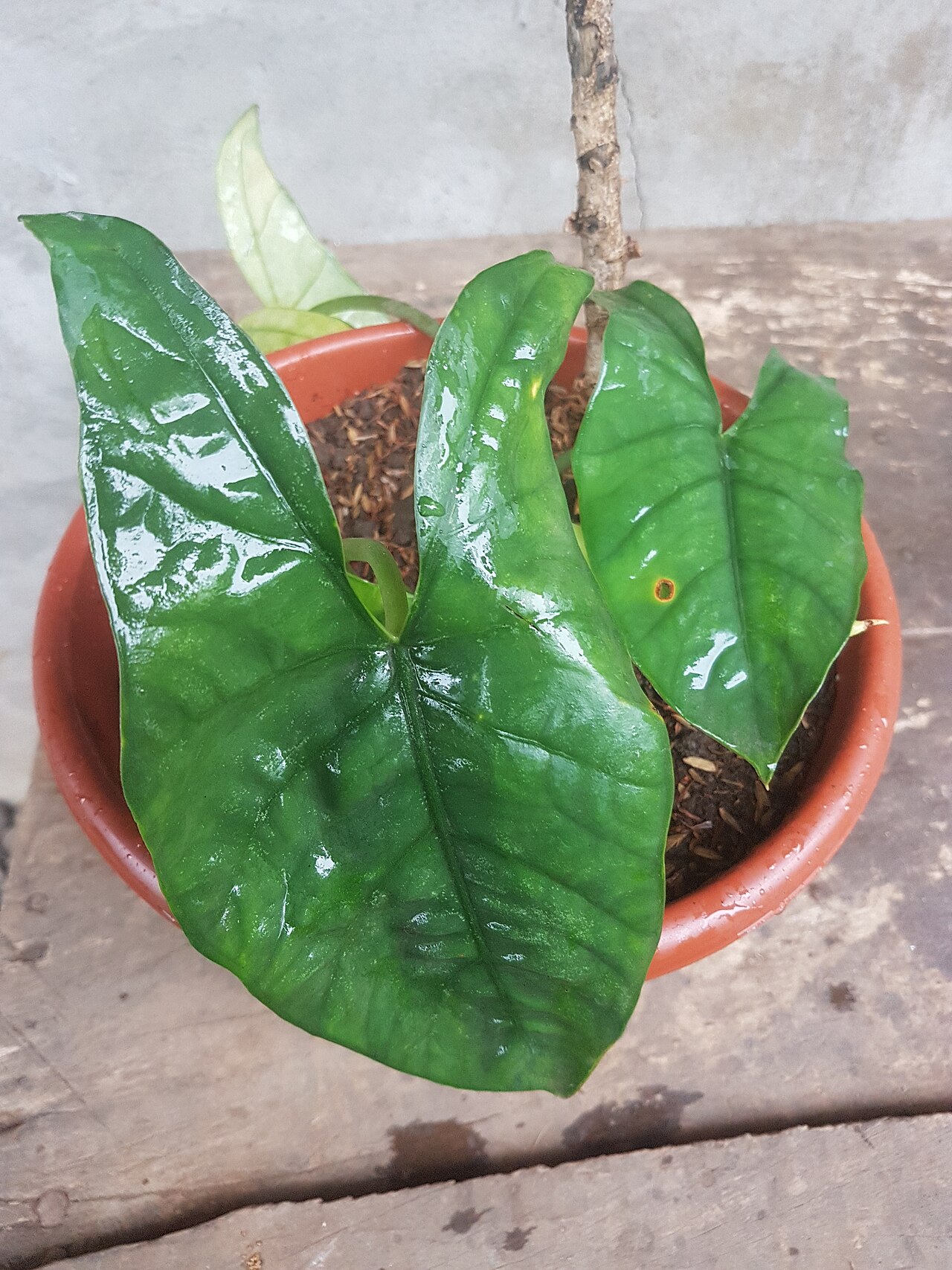 Detail lesklých listov rastliny Alocasia heterophylla