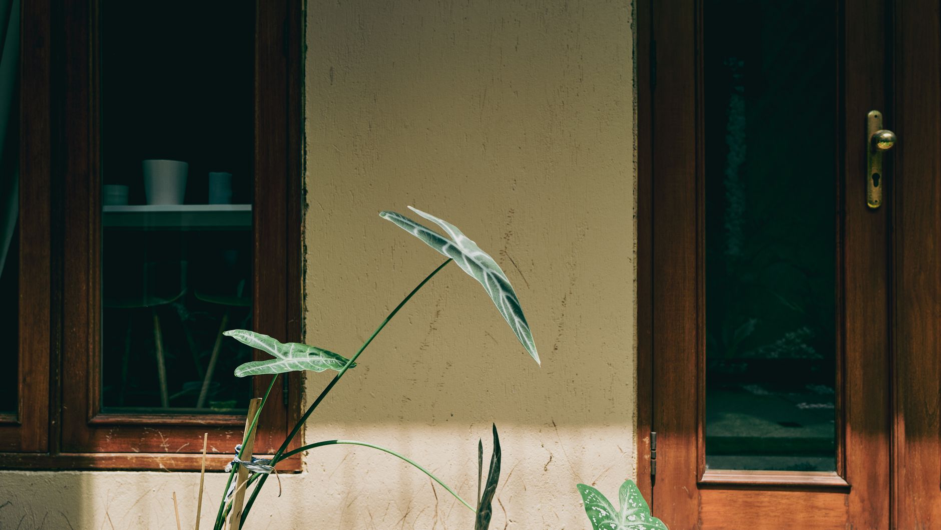 Alocasia lauterbachiana s purpurovými stopkami v kvetináči