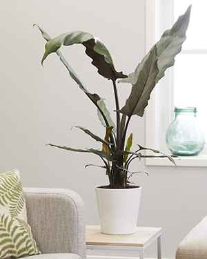 Starostlivosť o Alocasia lauterbachiana v interiéri
