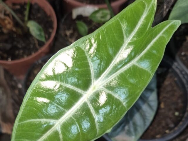 Starostlivosť o Alocasia longiloba a jej výrazné tmavozelené listy