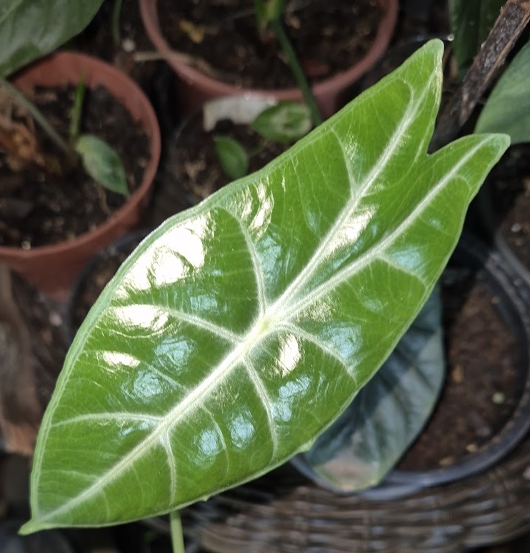 Starostlivosť o Alocasia longiloba a jej výrazné tmavozelené listy