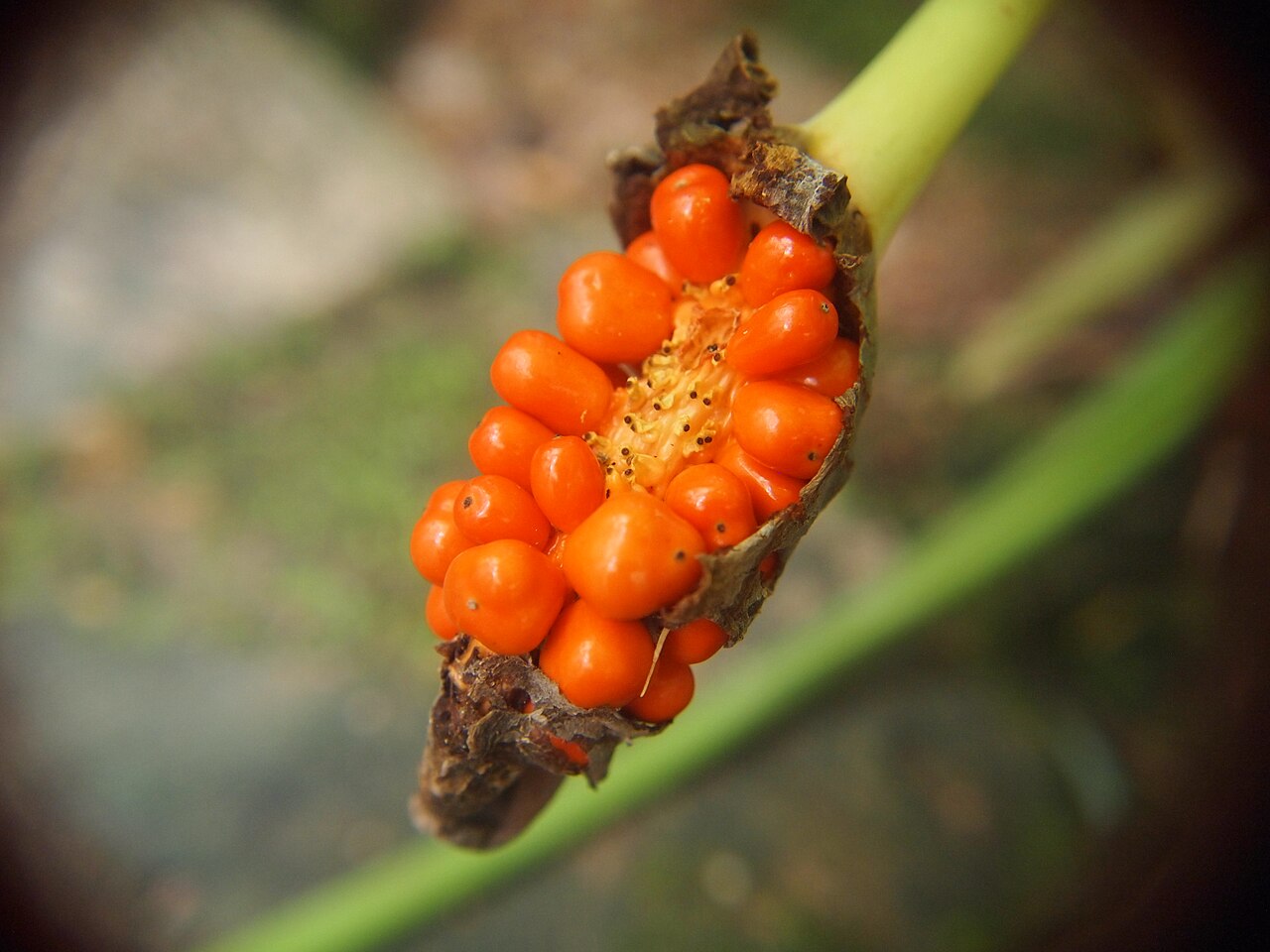 Detail listov rastliny Alocasia longiloba so svetlou žilnatinou