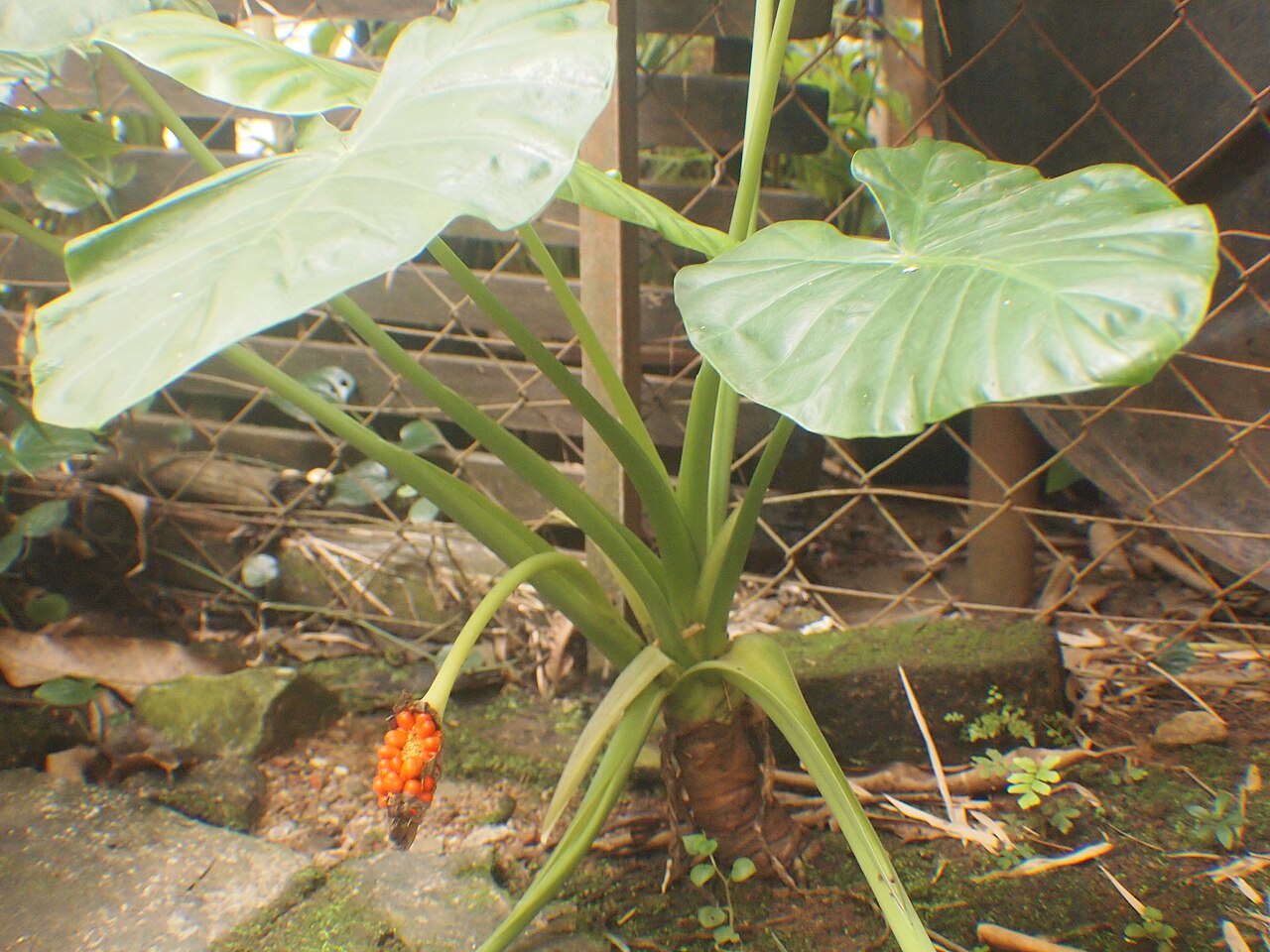 Alocasia longiloba ako izbová tropická rastlina v kvetináči