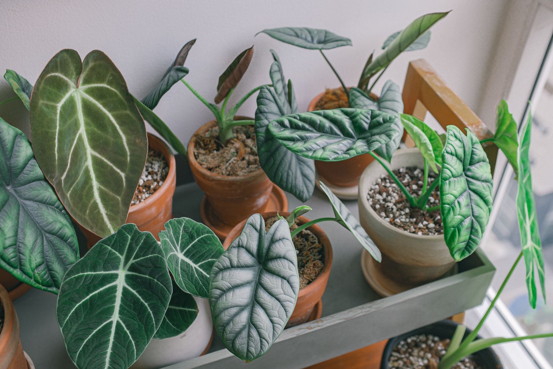 Alocasia melo v interiéri na svetlom stanovišti