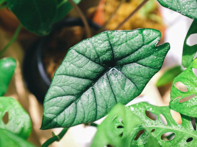 Starostlivosť o Alocasia melo a detail výrazných listov