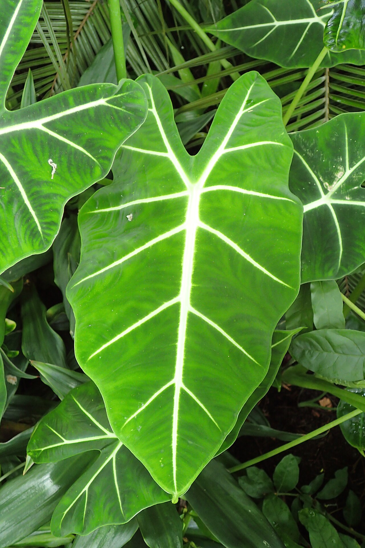 Detail listov Alocasia micholitziana s výraznou žilnatinou