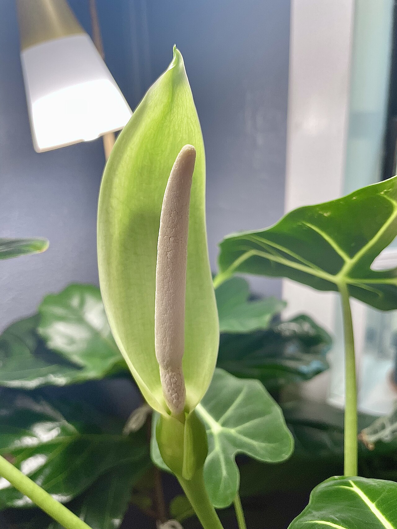 Zdravá Alocasia micholitziana v kvetináči