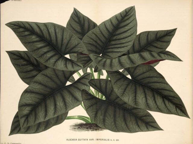 Starostlivosť o Alocasia nebula a detail kresby listov