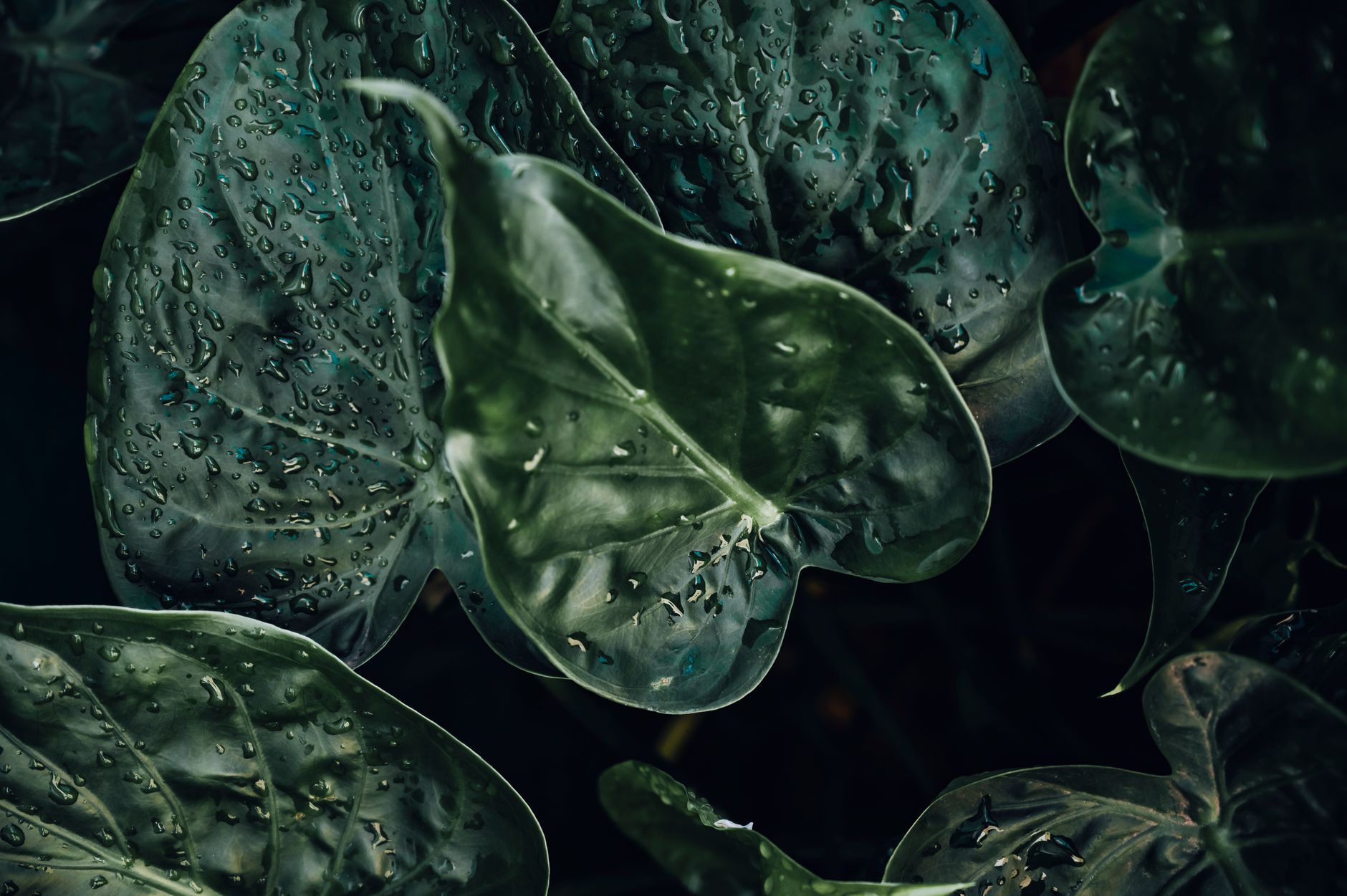 Detail listu rastliny Alocasia Ninja v interiéri