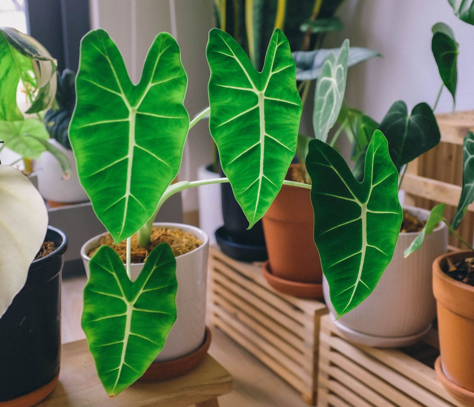 Alocasia Ninja s kontrastnými bielymi žilkami