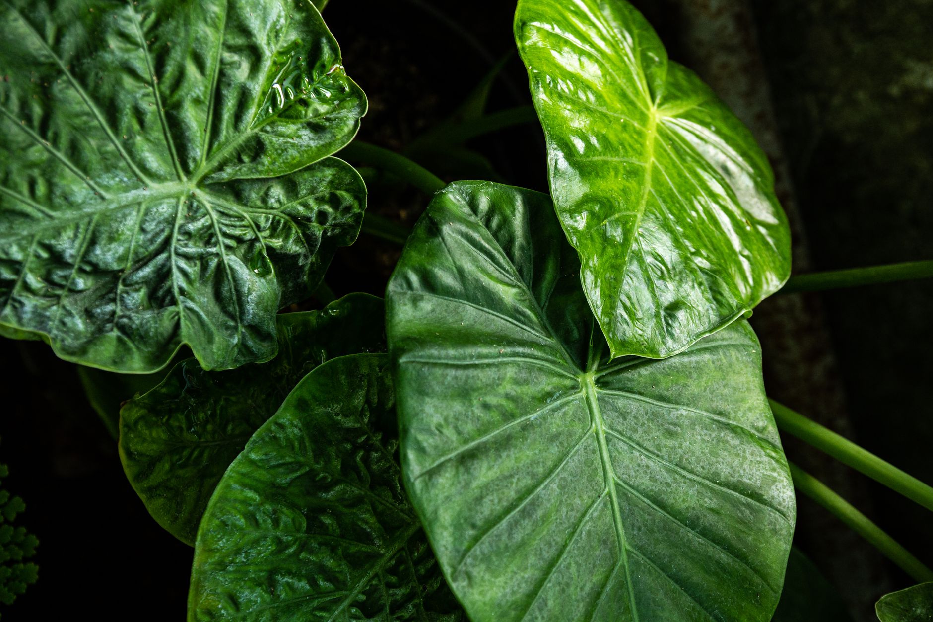 Starostlivosť o Alocasia Ninja a detail tmavých listov