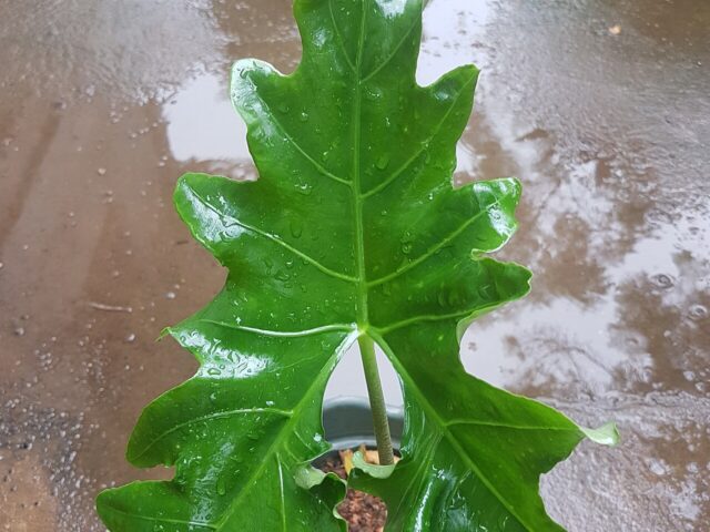starostlivosť o Alocasia nycteris a jej tmavé listy