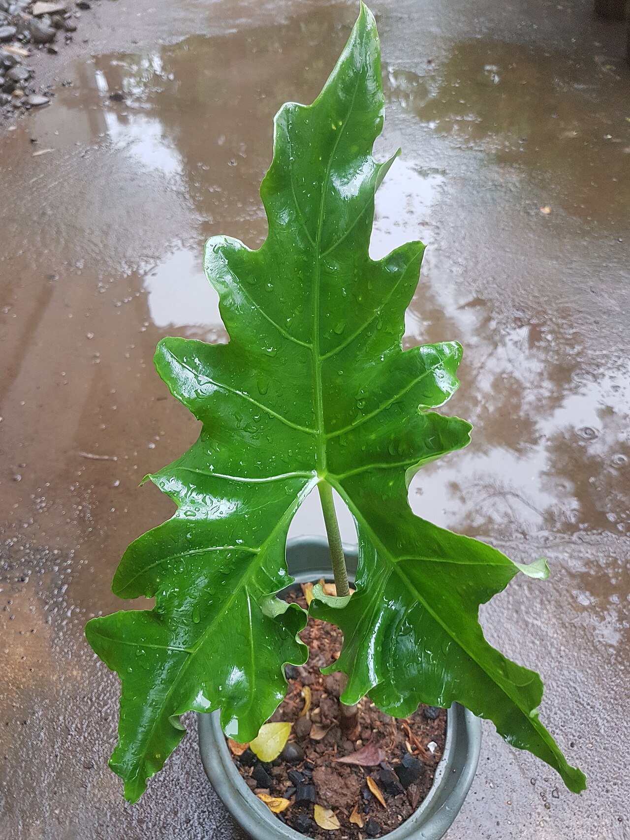 starostlivosť o Alocasia nycteris a jej tmavé listy