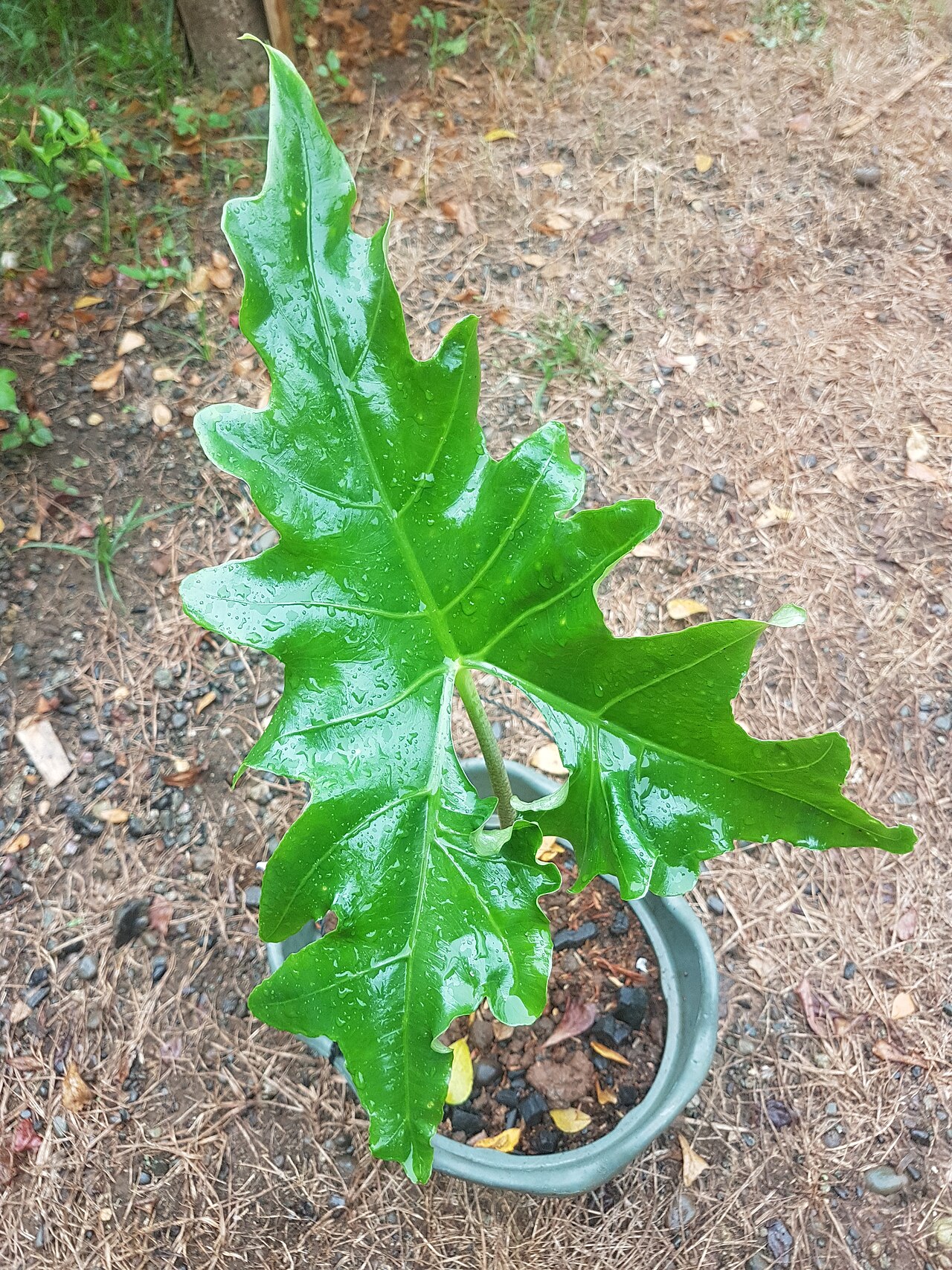 Alocasia nycteris s výraznou červenkastou žilnatinou
