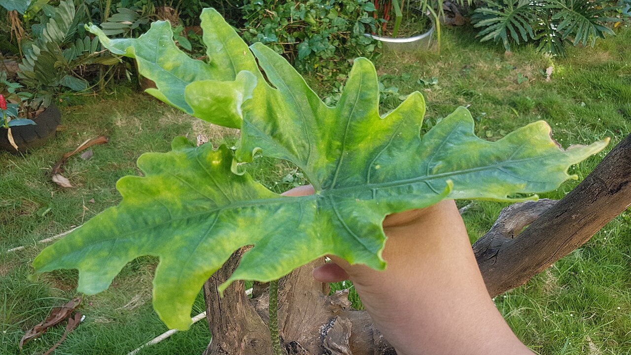 detail listov rastliny Alocasia nycteris