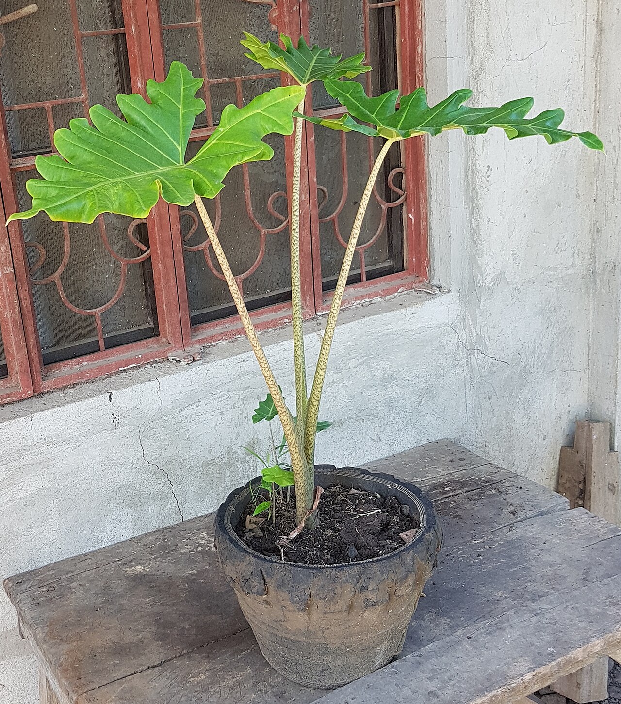starostlivosť o Alocasia portei a jej veľké zelené listy
