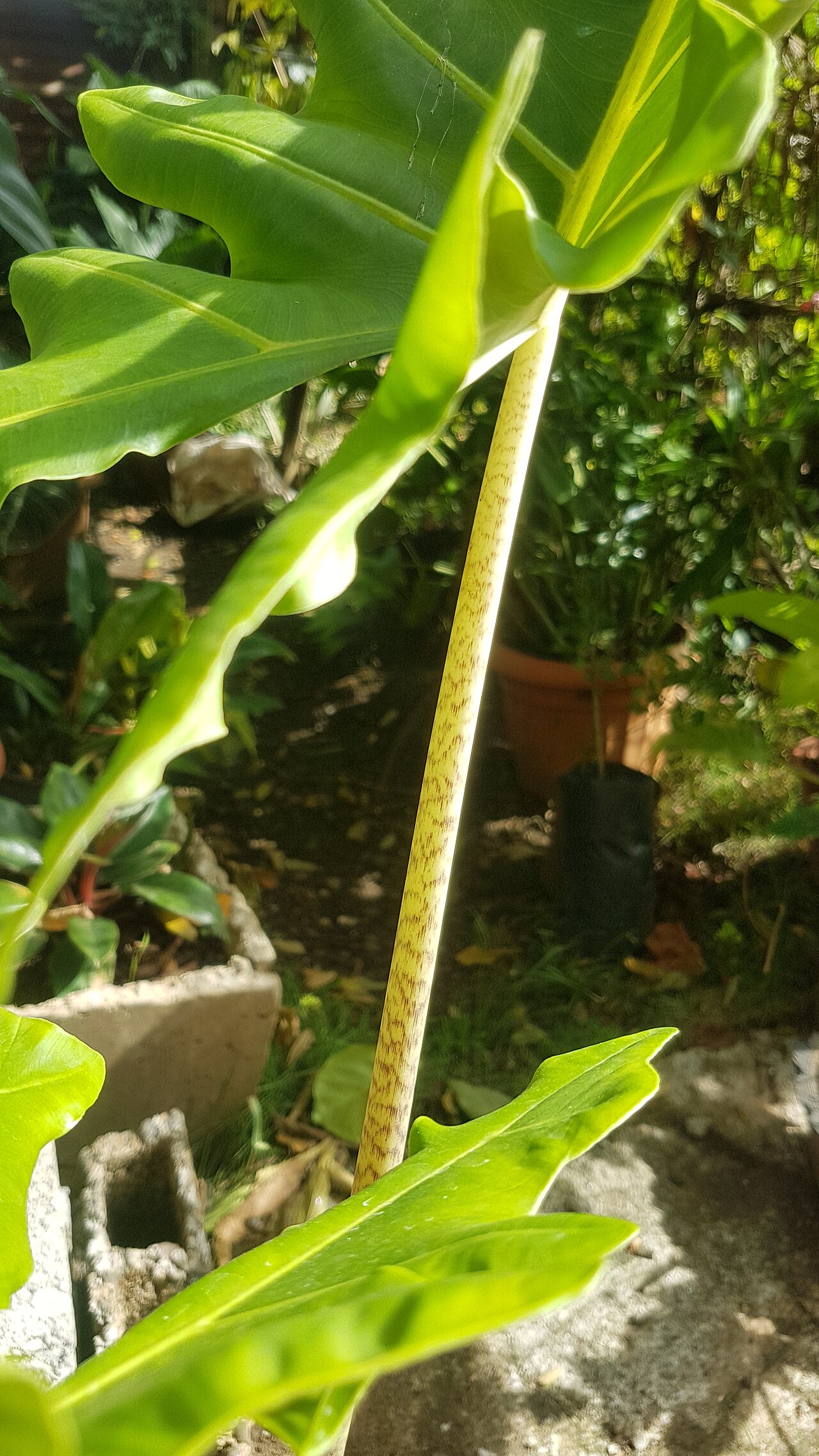 Alocasia portei s výraznou svetlou žilnatinou