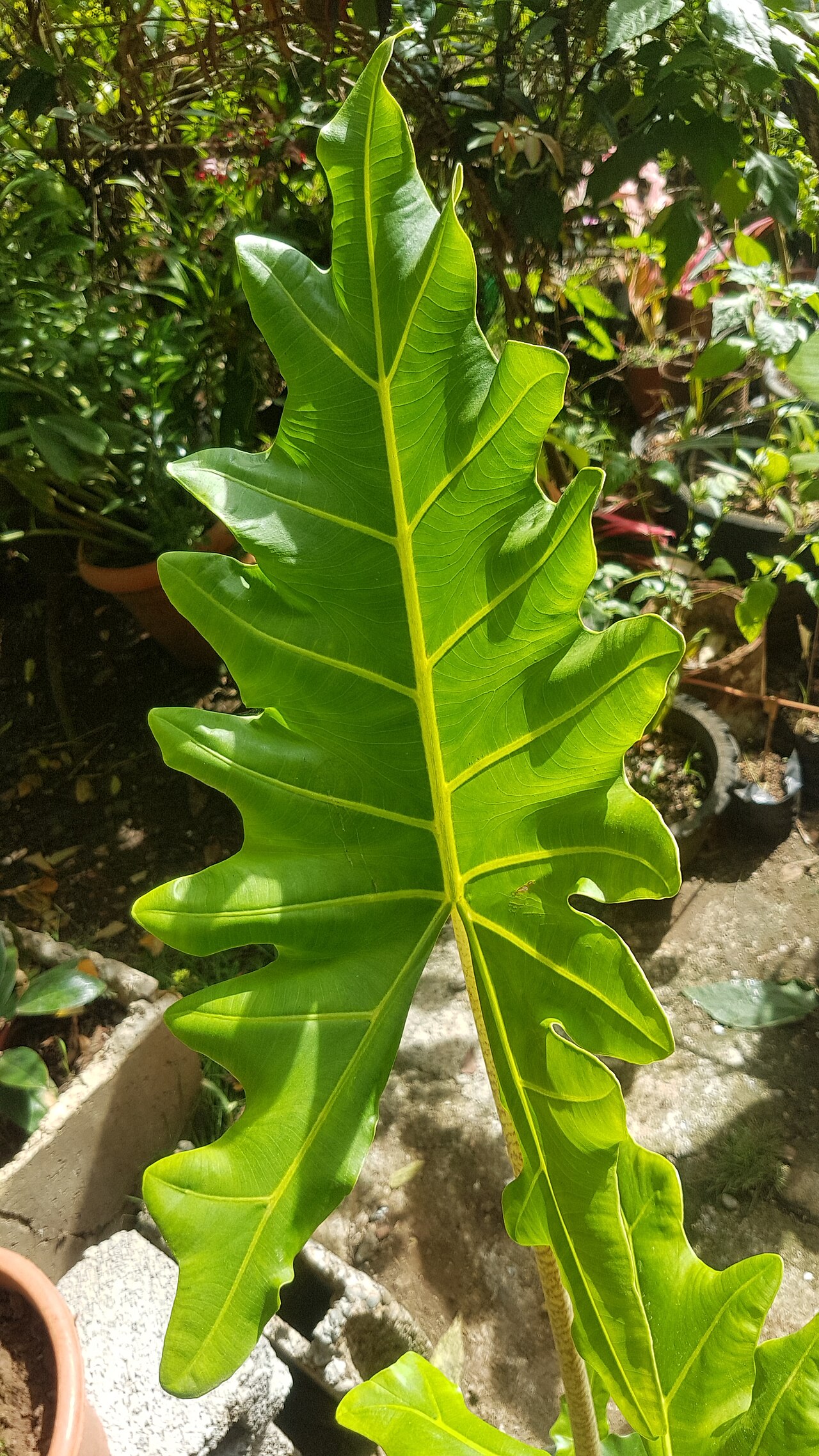 detail listov rastliny Alocasia portei