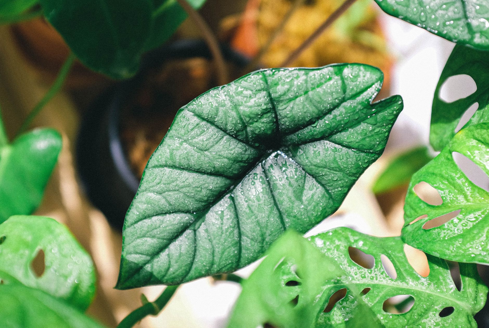 Alocasia princeps s tmavozelenými listami a svetlou žilnatinou