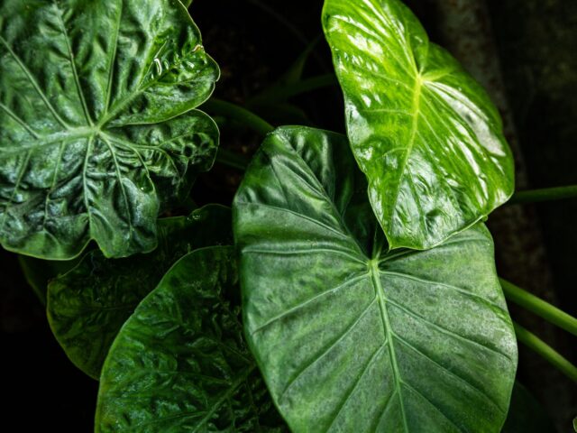 starostlivosť o Alocasia princeps a detail výrazných listov