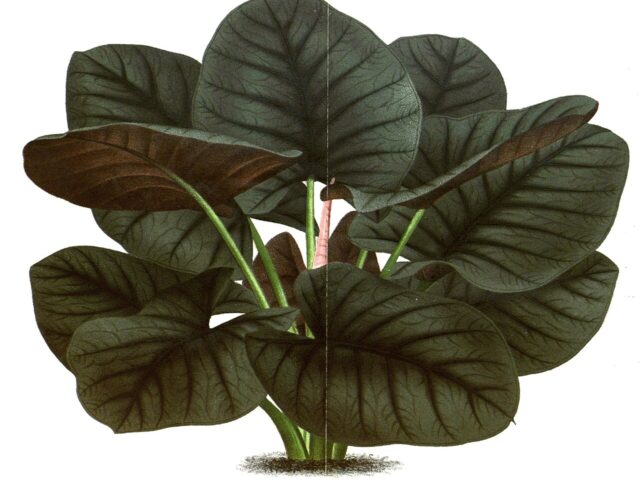 Starostlivosť o Alocasia reginae a detail tmavých listov