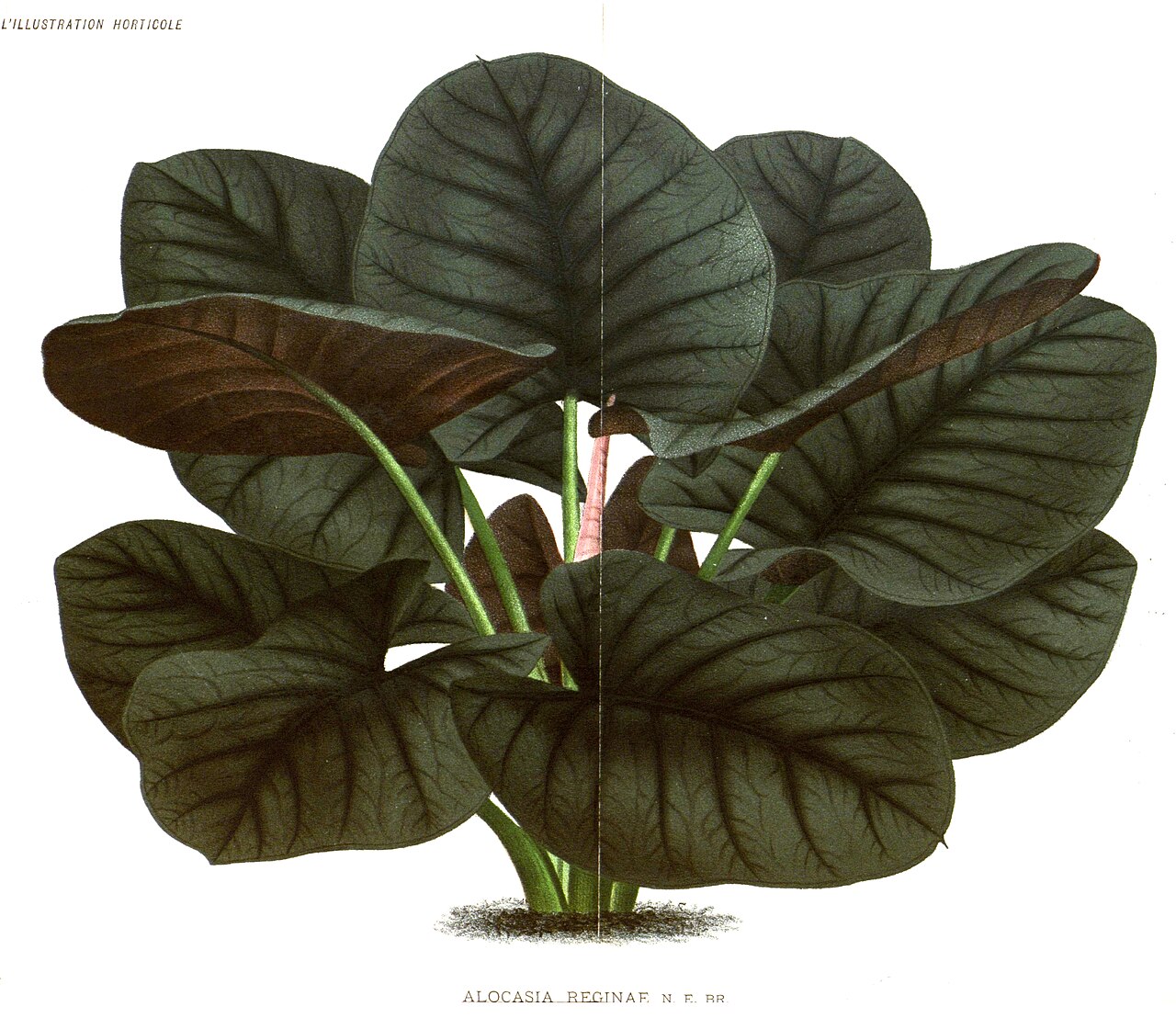 Starostlivosť o Alocasia reginae a detail tmavých listov