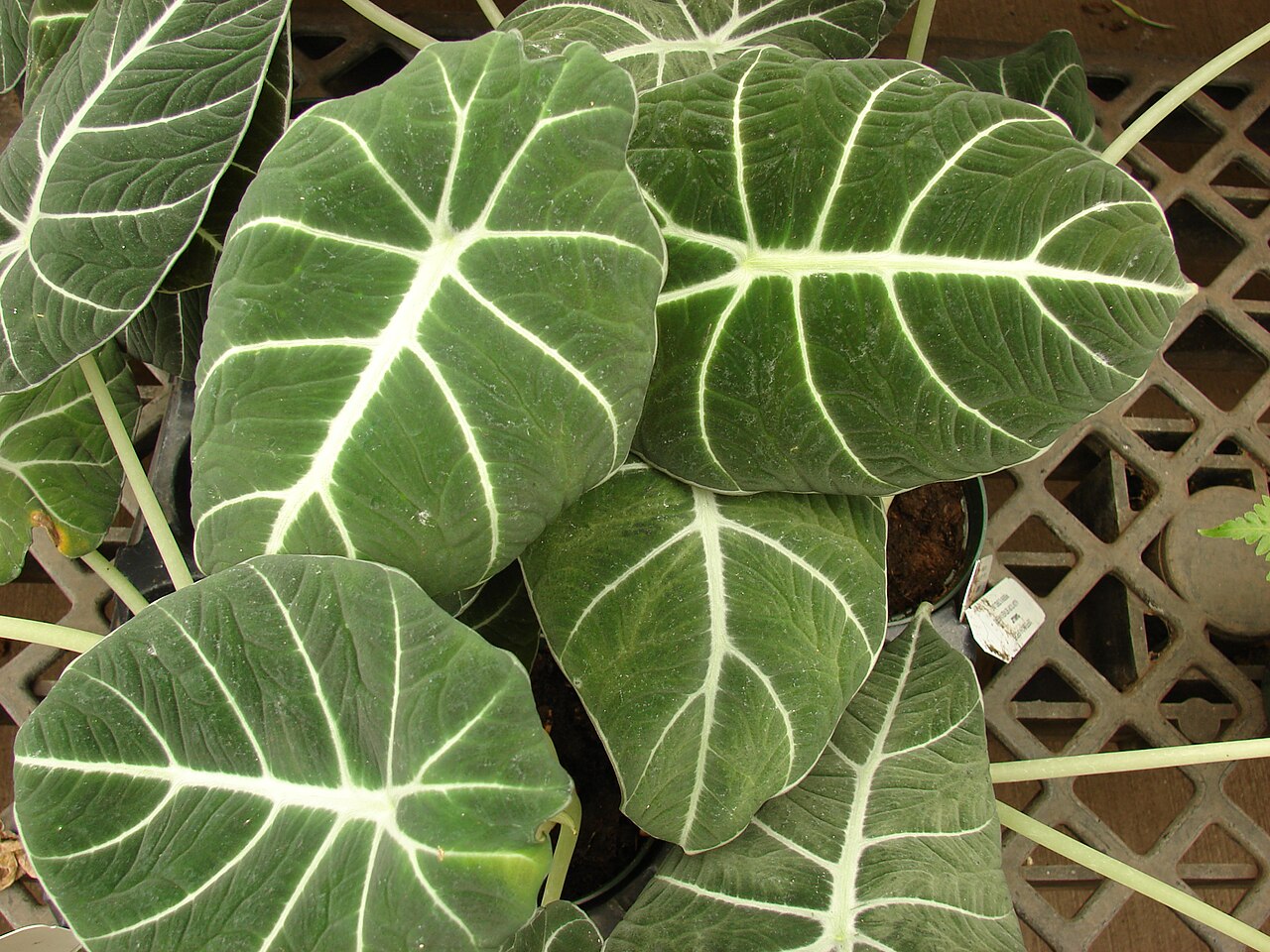 starostlivosť o Alocasia reginula a detail tmavých listov