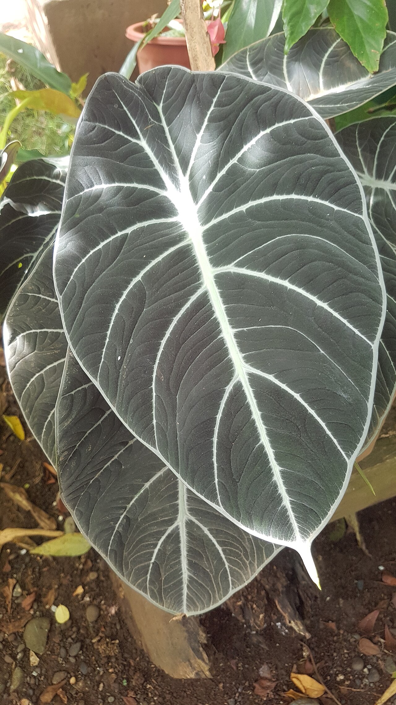 Alocasia reginula s výraznými svetlými žilkami na listoch