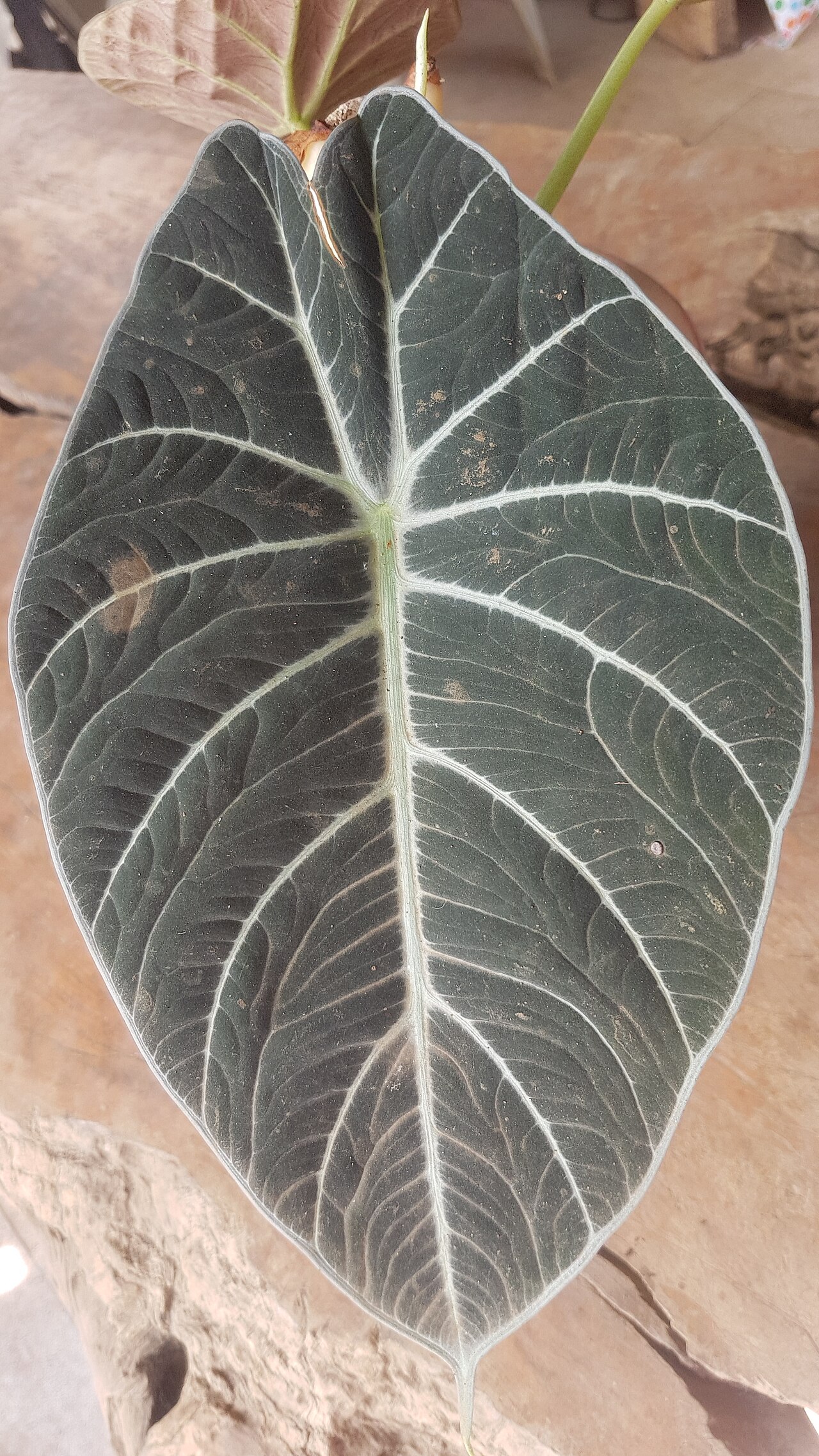 Detail listu Alocasia reginula v interiéri