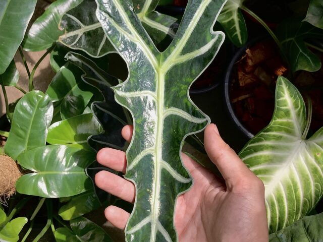 Starostlivosť o Alocasia sanderiana a jej výrazné listy