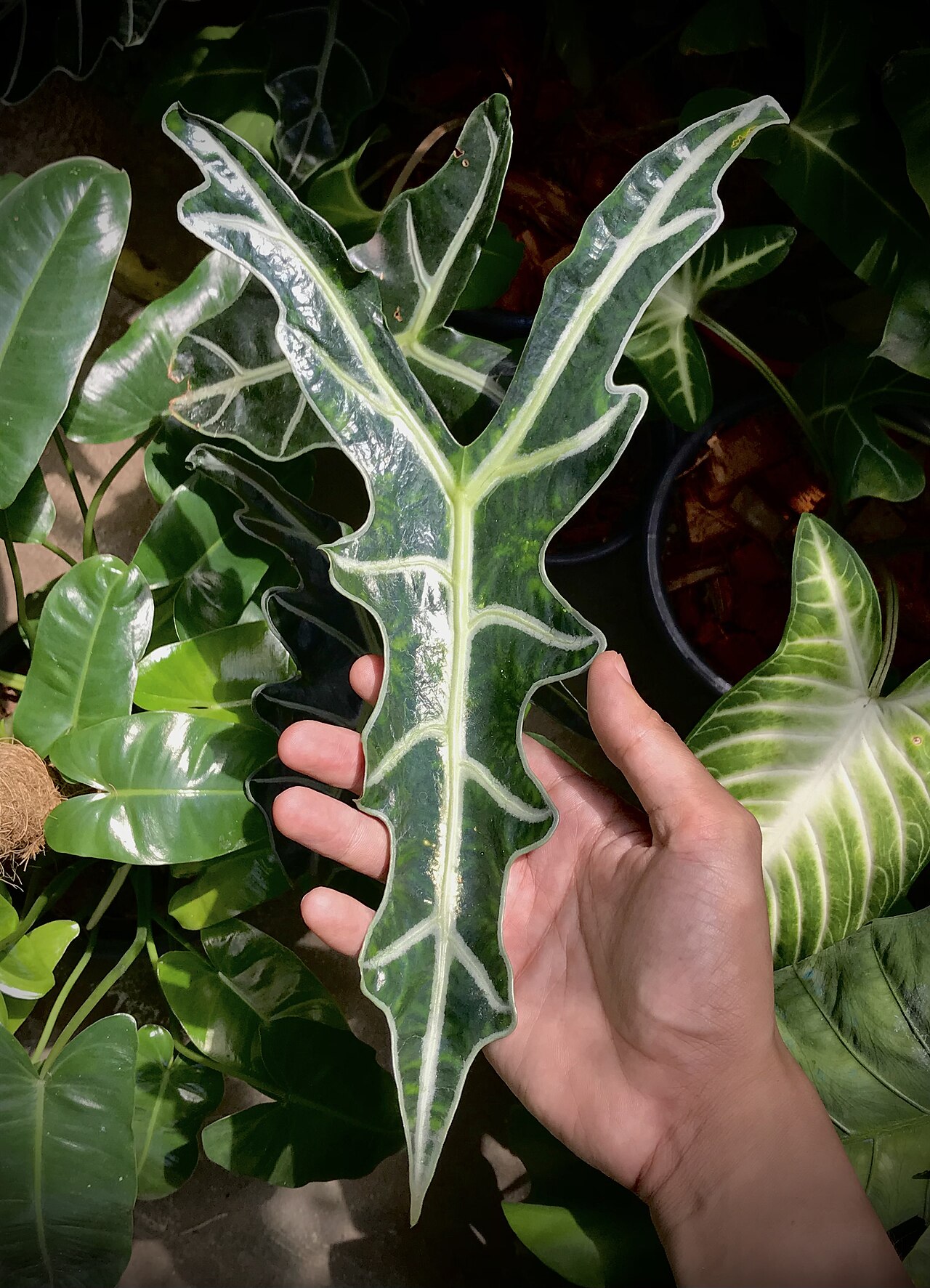 Starostlivosť o Alocasia sanderiana a jej výrazné listy