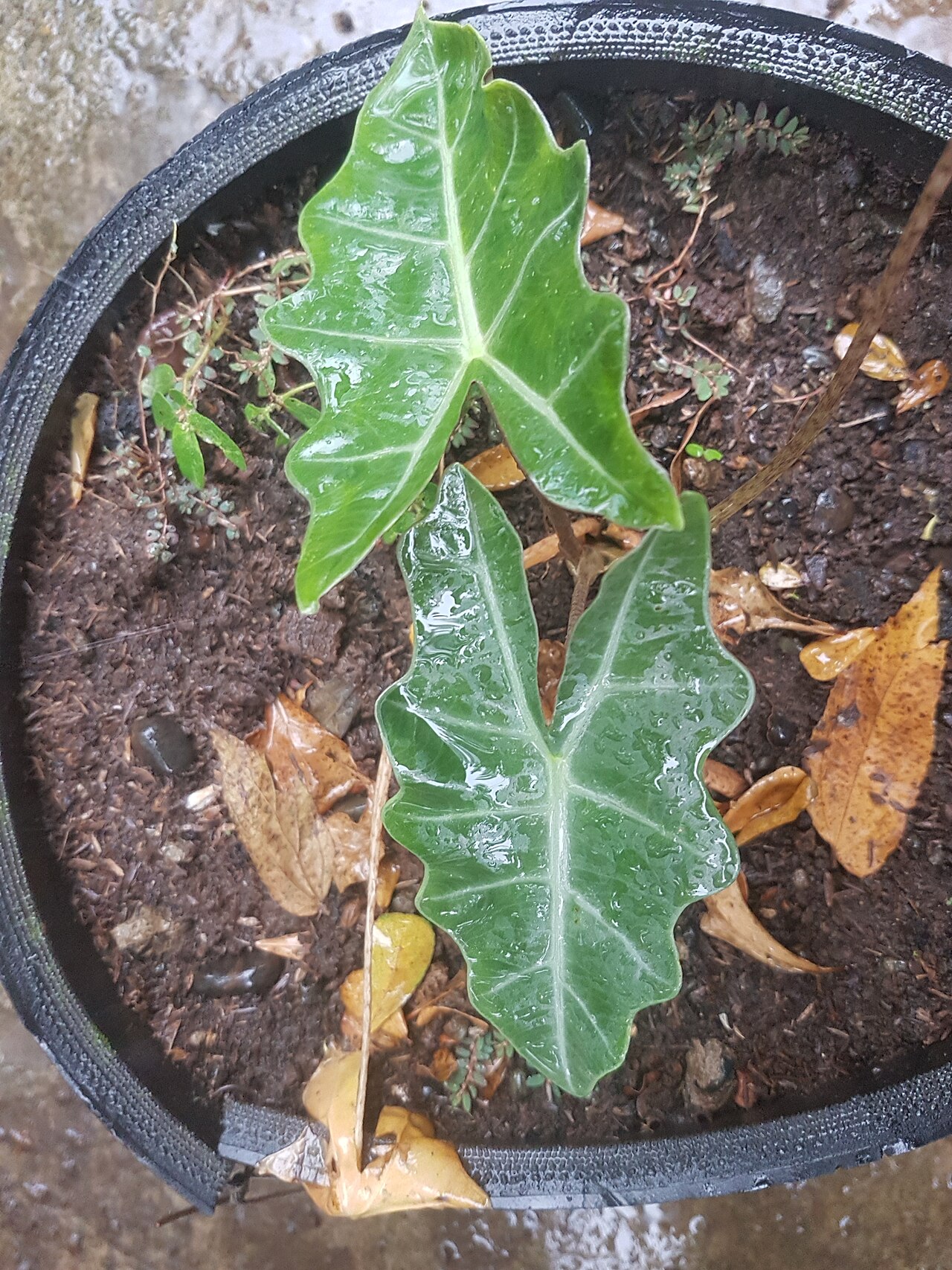 Detail listov rastliny Alocasia sanderiana