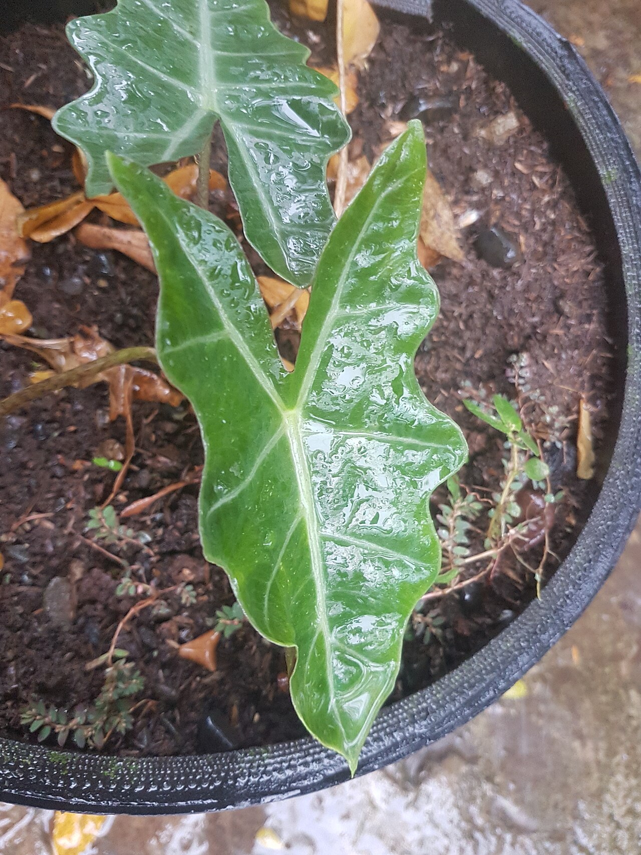 Alocasia sanderiana ako izbová rastlina v interiéri