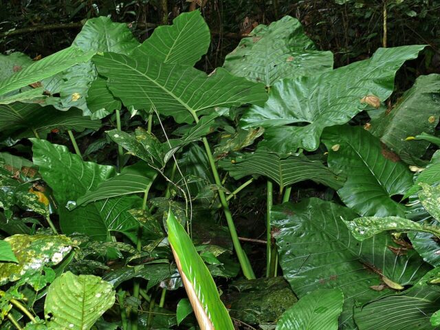 Starostlivosť o Alocasia sarawakensis a jej veľké lesklé listy