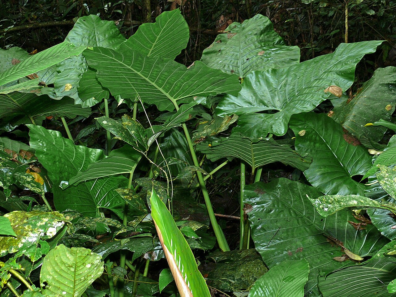 Starostlivosť o Alocasia sarawakensis a jej veľké lesklé listy