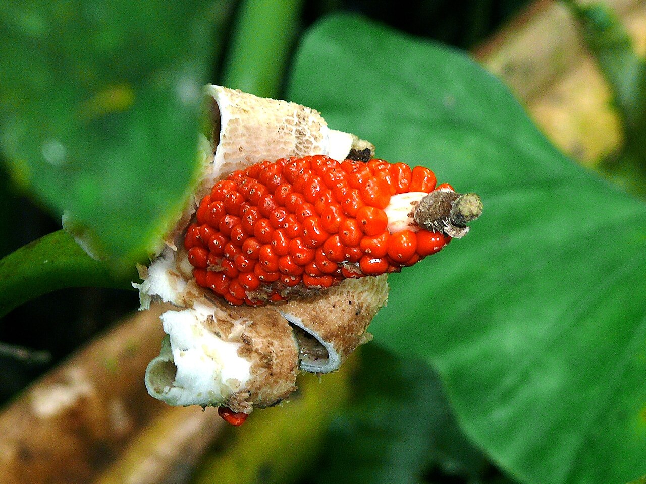 Detail listov Alocasia sarawakensis s výraznou žilnatinou