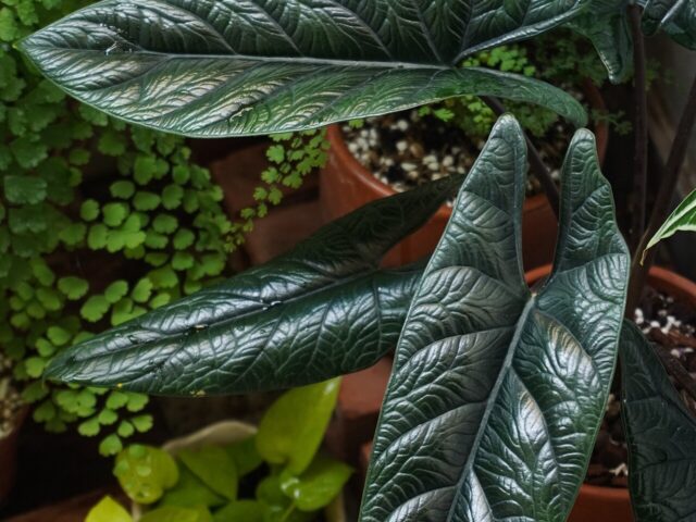 Starostlivosť o Alocasia scalprum a jej výrazné tmavozelené listy