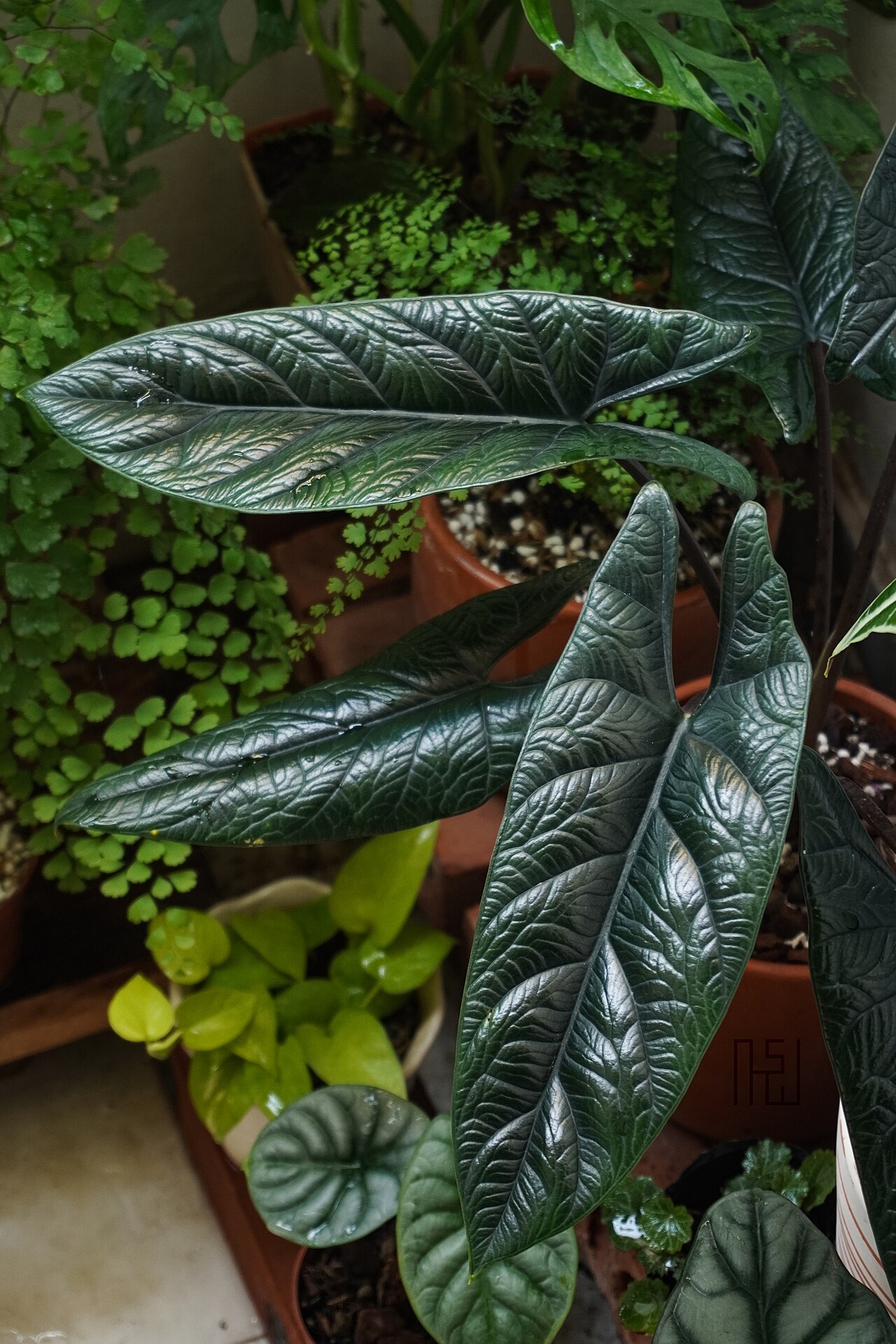 Starostlivosť o Alocasia scalprum a jej výrazné tmavozelené listy