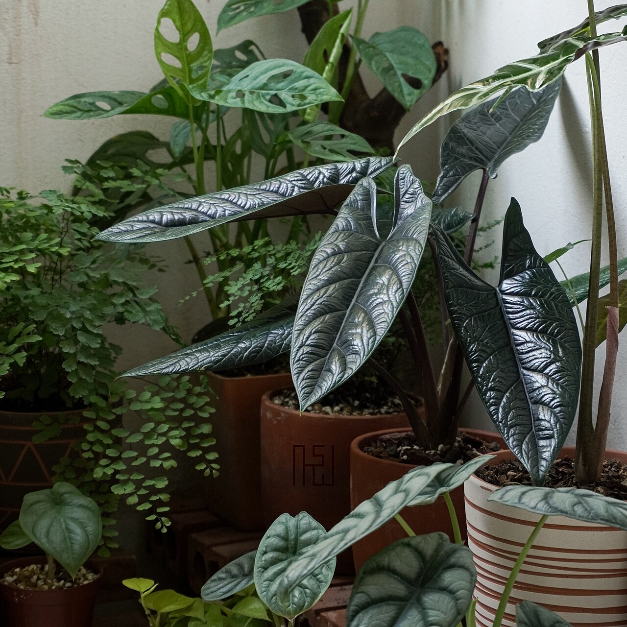 Detail listov Alocasia scalprum so svetlou žilnatinou