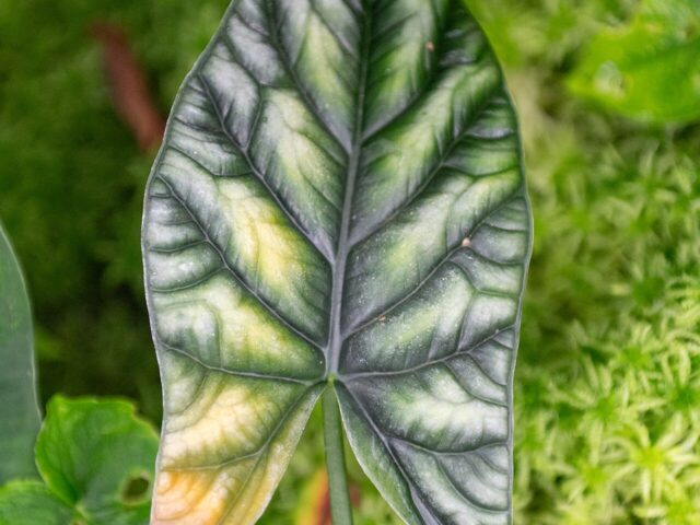 Starostlivosť o Alocasia sinuata a detail jej zvlnených listov