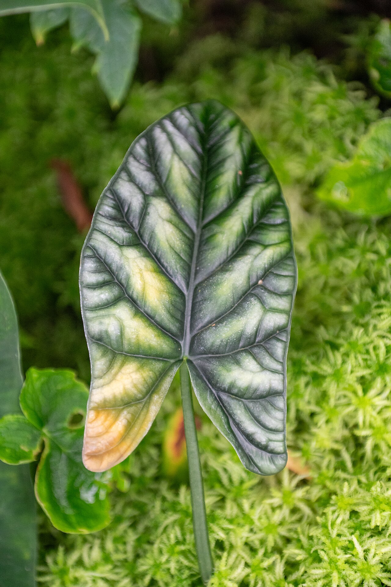 Starostlivosť o Alocasia sinuata a detail jej zvlnených listov