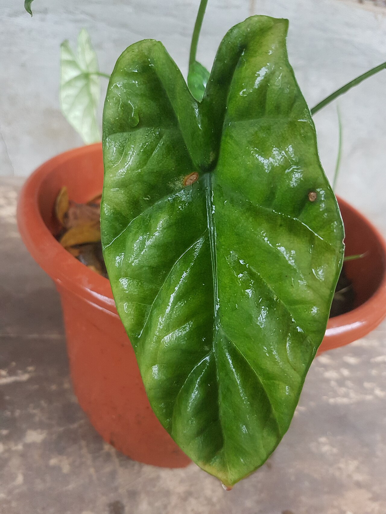 Alocasia sinuata s tmavozelenými lesklými listami