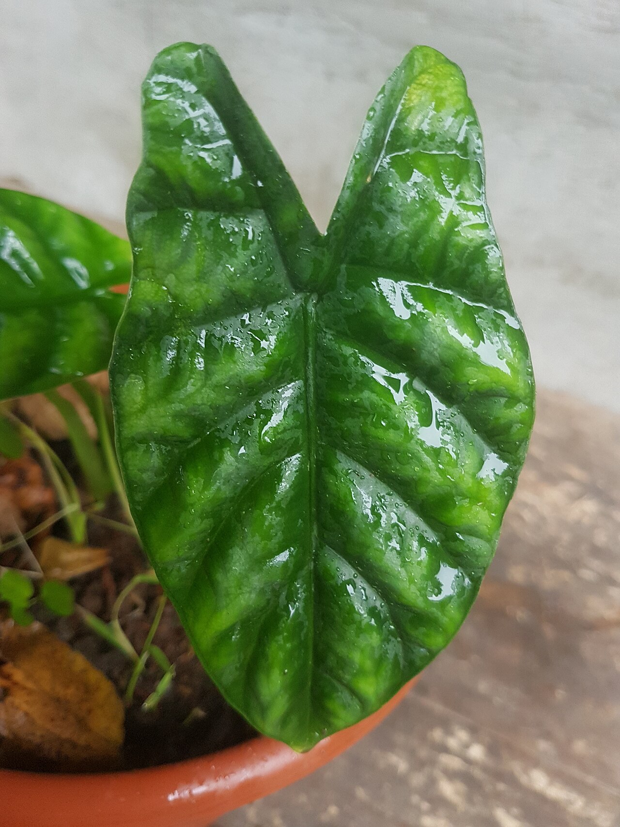Detail žilnatiny listu rastliny Alocasia sinuata