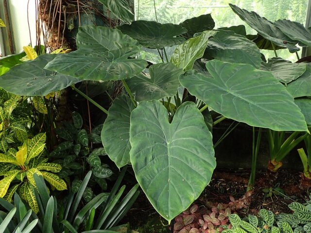 starostlivosť o Alocasia wentii v interiéri