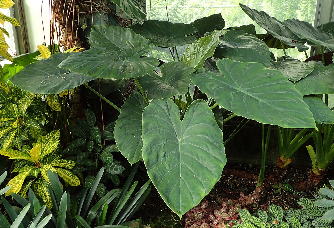 starostlivosť o Alocasia wentii v interiéri