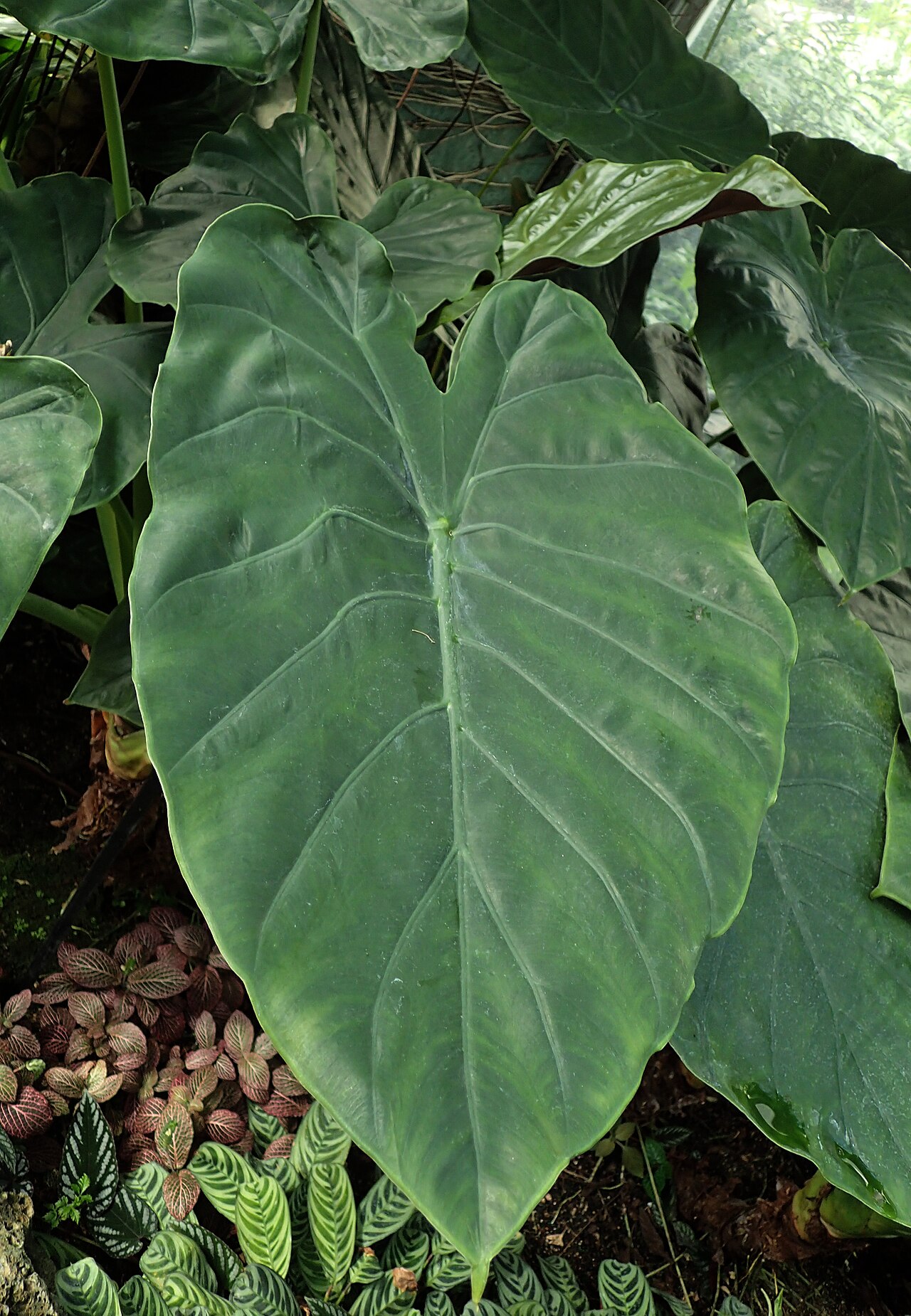 Alocasia wentii s veľkými tmavými listami